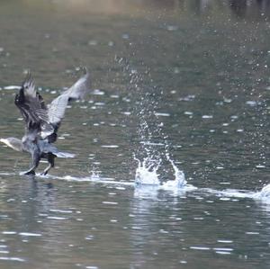 Great Cormorant