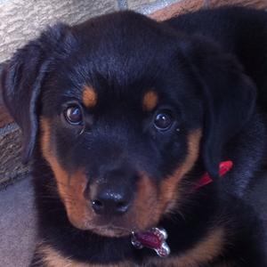 Rottweiler