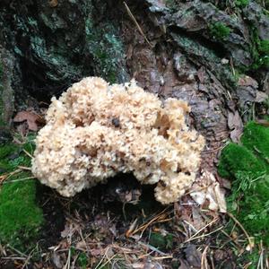 Eastern Cauliflower Mushroom