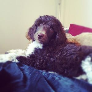 Poodle (Standard)