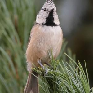 Crested Tit