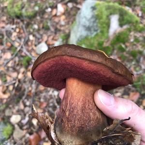 Dotted-stem Bolete