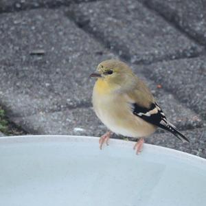 American Goldfinch