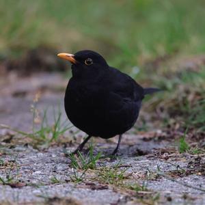 Eurasian Blackbird