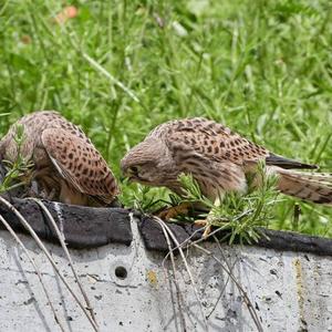 Common Kestrel