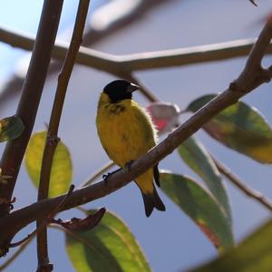 Yellow-bellied Siskin