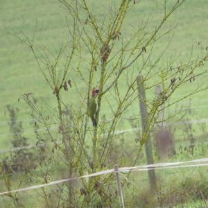 Eurasian Green Woodpecker