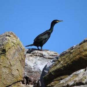 Great Cormorant