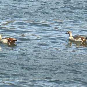 Egyptian Goose