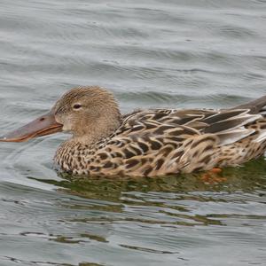 Red Shoveler