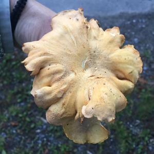 Trumpet Chanterelle