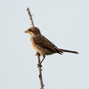 Red-backed Shrike