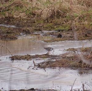 Common Snipe