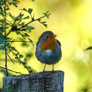 European Robin