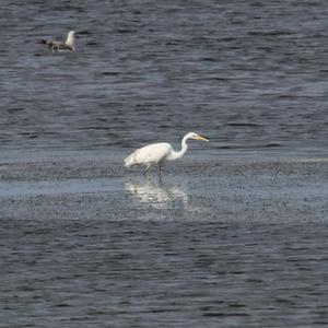 Great Egret