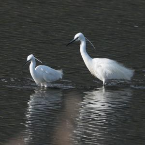 Little Egret