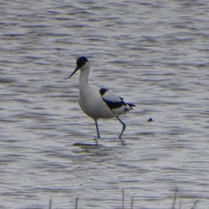 Pied Avocet