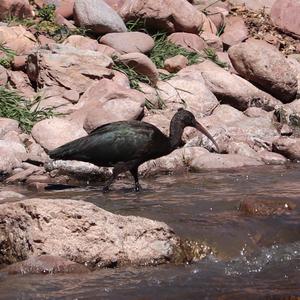 Puna Ibis