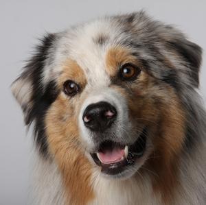 Australian Shepherd