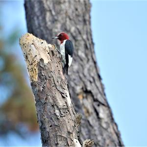 Red-headed Woodpecker