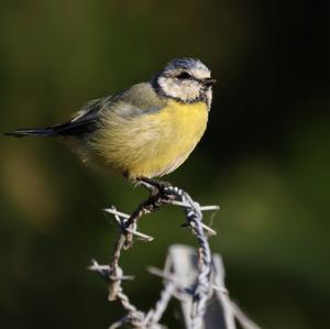 Blue Tit