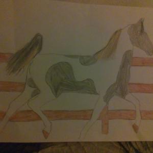 Saddlebred