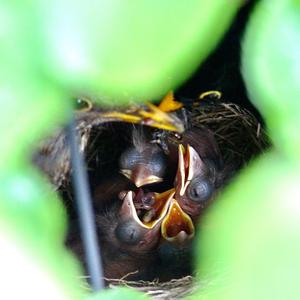 Eurasian Blackbird