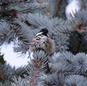 Coal Tit