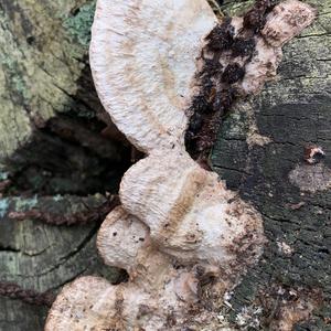 Thick-maze Oak polypore