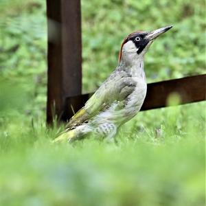 Eurasian Green Woodpecker