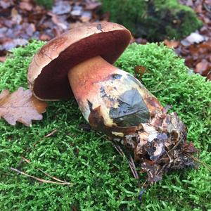 Dotted-stem Bolete