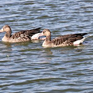 Greylag Goose