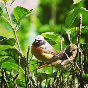 Common Redstart