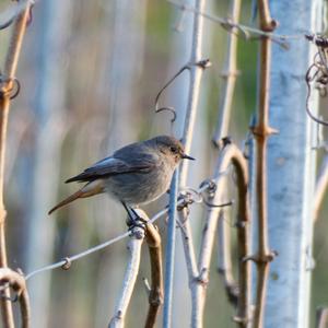 Black Redstart