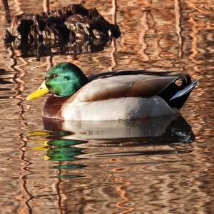 Mallard