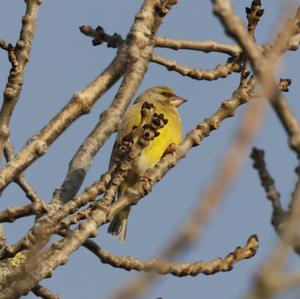 European Greenfinch