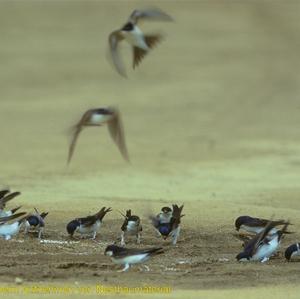 Northern House-martin