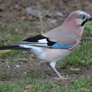 Eurasian Jay