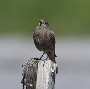 Black Redstart