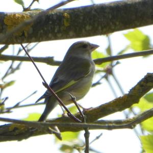 European Greenfinch