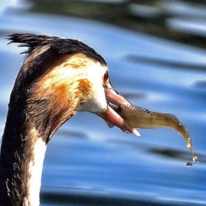 Great Crested Grebe