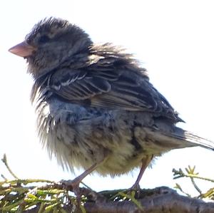 House Sparrow