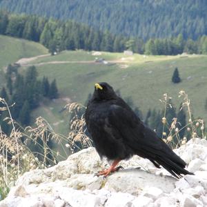 Yellow-billed Chough