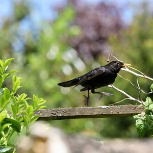 Eurasian Blackbird