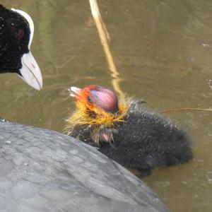 Bläßhuhn