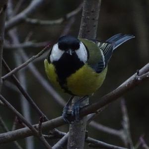 Great Tit