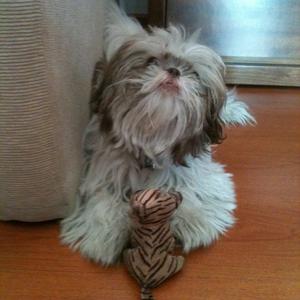 Shih Tzu