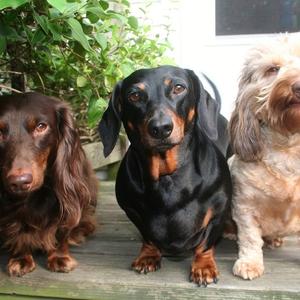 Unknown Breed