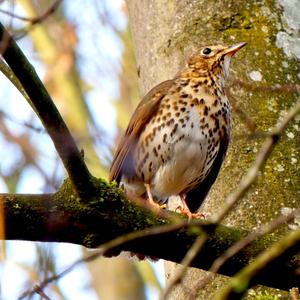 Song Thrush