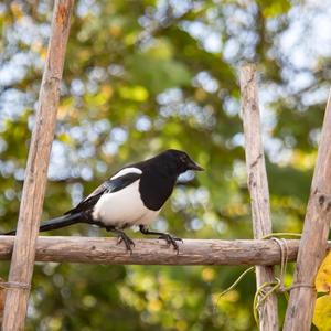 Black-billed Magpie